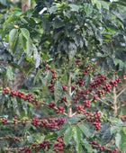 FINAL RELEASE! Decaf Candy Blast
