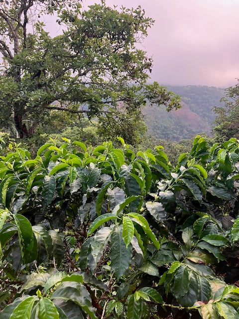 Best of Cauca 2025 - Ana Milena Morera Otero