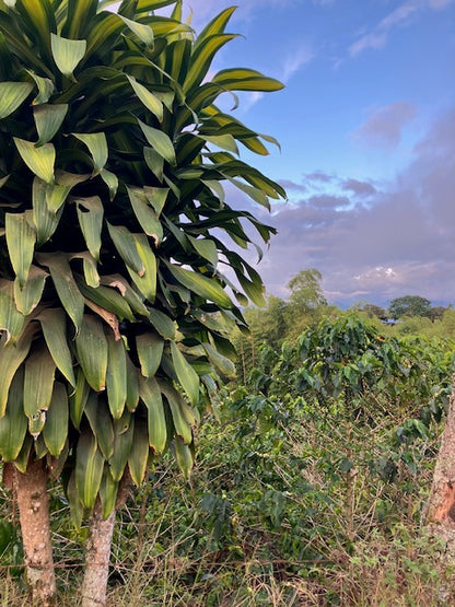 Best of Cauca 2025 - Ana Milena Morera Otero