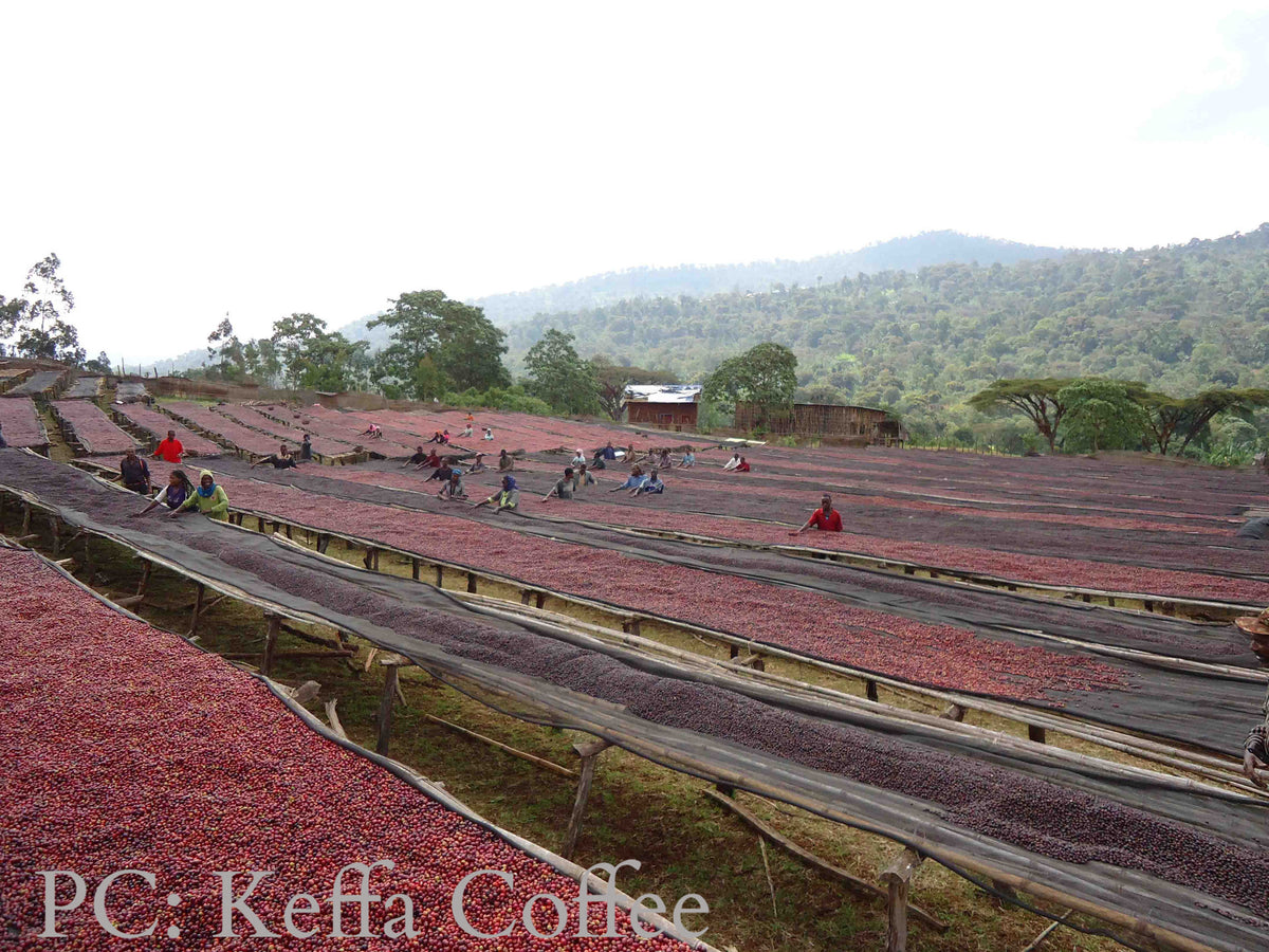 Ethiopia Sidama Ardi