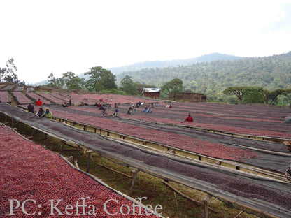 Ethiopia Sidama Ardi