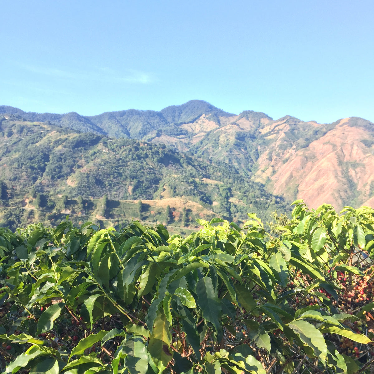 Costa Rica Tarrazu