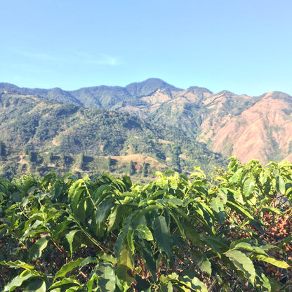 Costa Rica Tarrazu